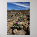Search for cactus flower posters Desert