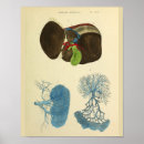 Search for liver art Vintage