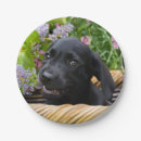 Search for black labrador dog plates Puppy