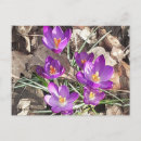 Search for spring crocus horizontal postcards Floral