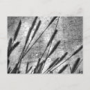 Search for indie postcards Souvenir