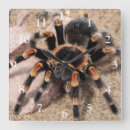 Search for arachnid clocks Animal