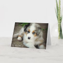 Search for merle cards Puppy
