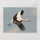 Search for flight feather postcards Animal