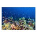 Search for tropical reef posters Great barrier reef