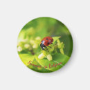 Search for lady beetles magnets Insects