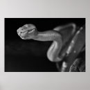 Search for boas posters Green