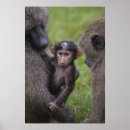 Search for baboon posters Monkey