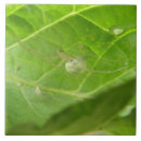Search for arachnids tiles Animals
