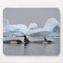 Search for orca killer whale mouse mats Wildlife