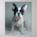 Search for attention posters Puppy