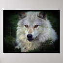 Search for wildlife support posters Grey wolf