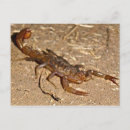 Search for scorpions postcards Insect