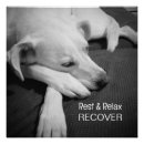 Search for sleeping dog posters Photography