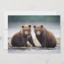 Search for two animals cards Bear