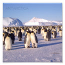 Search for penguin image posters Antarctica