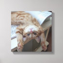 Search for single looking photography Cat