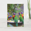 Search for lorikeets cards Colourful