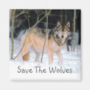 Search for wolves magnets Animal