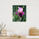 Search for pink iris posters Nature