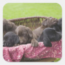 Search for labrador puppy crafts party cute