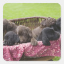 Search for labrador image gift wrap Outdoors
