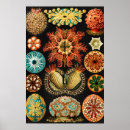Search for life science art Ernst haeckel