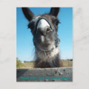 Search for feeding vertical postcards Humour