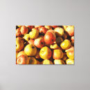 Search for apples canvas prints Harvest
