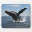 Search for breaching mouse mats Humpback