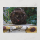 Search for angry cat postcards Aggressive
