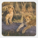 Search for masai mara stickers Panthera leo