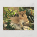 Search for lionesses postcards Endangered