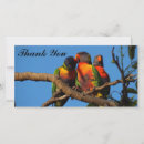 Search for australian bird cards Rainbow