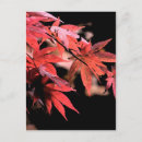 Search for acer Red