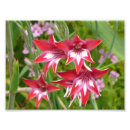 Search for gladiola posters Gladiolus