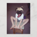 Search for happy pug postcards Funny
