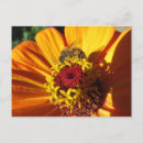 Search for pollinating postcards Insects