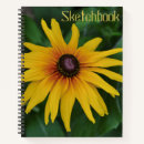 Search for black eyed susan Daisy