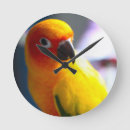 Search for sun conures art Pet