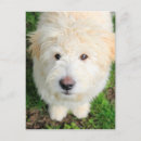 Search for looking at camera postcards Animal