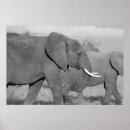 Search for wild africa posters Grey