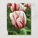 Search for happy spring postcards White