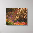 Search for teddy bear canvas prints Sonoran desert