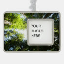 Search for redwoods trees christmas tree decorations Nature