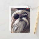 Search for vintage dog photos postcards Pets