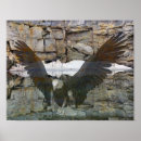 Search for rock eagle posters Bird