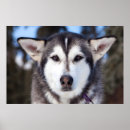 Search for siberian husky posters Alaskan malamute