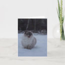 Search for cat fluffy cards Ragdoll