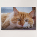 Search for hypnotic puzzles Kitten